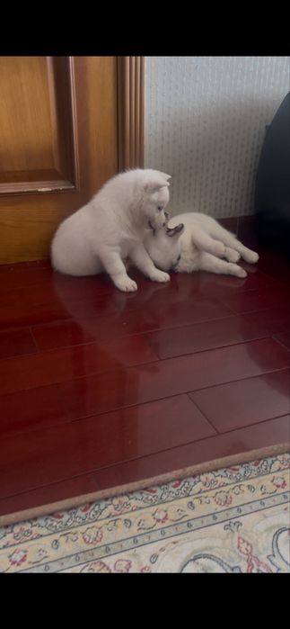 Белые хаски только в Питомнике Хаски Планета