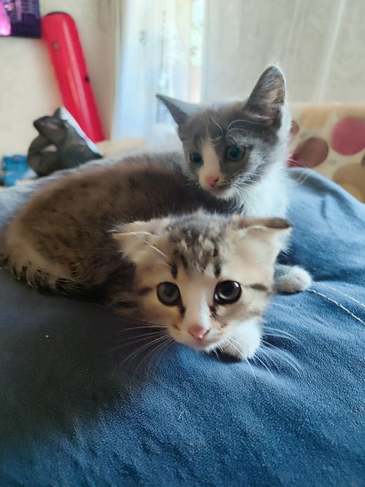 Отдам котят мышеловок