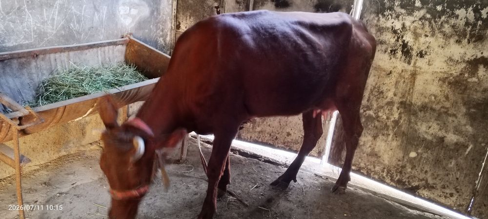 Ona bola sigir sotiladi