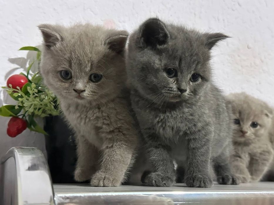 Mushuk bolari sotiladi 2 oyli