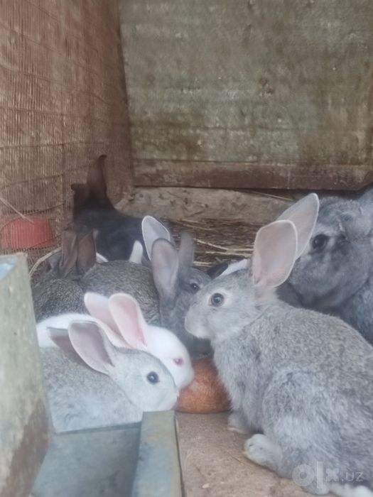 куёнлар сотилади