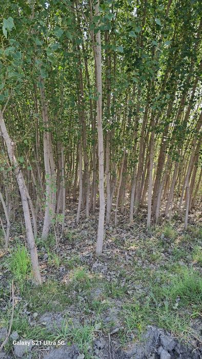 Терак яшик учун, калифорния нави хар хил  размерда