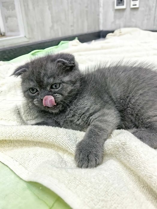 Scottish Fold intelligent mushukchasi. Интеллигентный котёнок Фолд