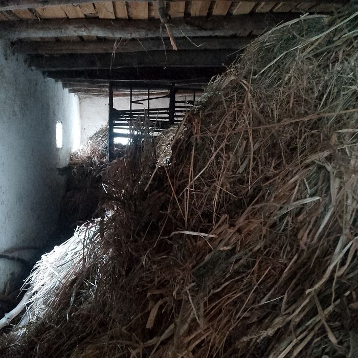 Makkayipoya saмom poyа beda