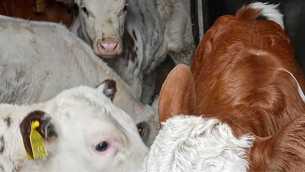 Vitei belgieni si baltata romaneasca