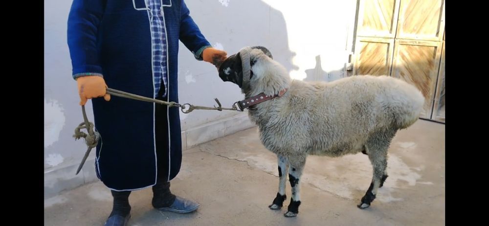 Qochqor sotiladi Manzil Buxoro Vobkent