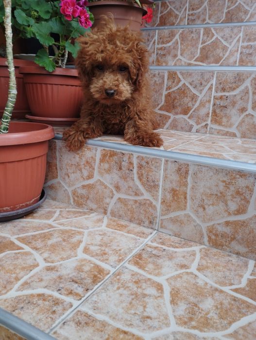 Той Пудел Toy Poodle.