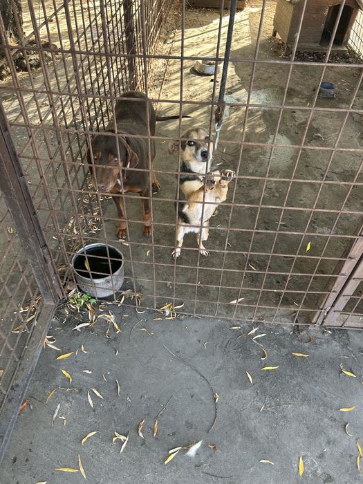 Професионална разходка на кучета в гр. София