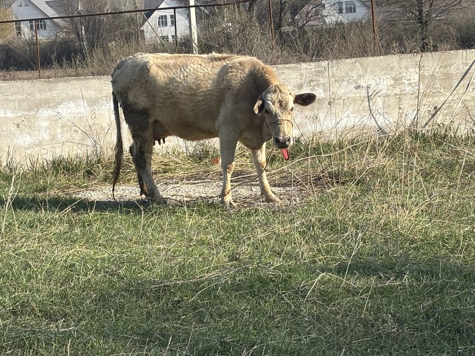 Пролам корову с теленком