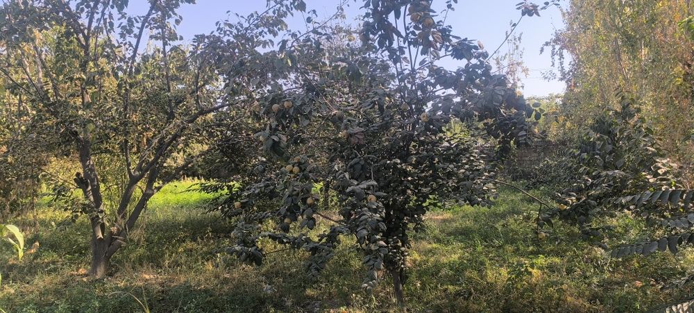 Afrosiyob mahallasi Furqat koʻchasi