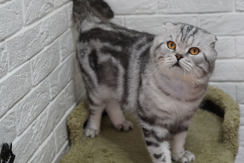 Вислоухий кот Вязка