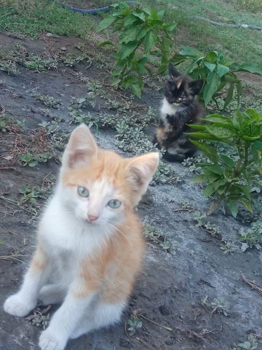 Отдам котят. Мальчик и девочка.