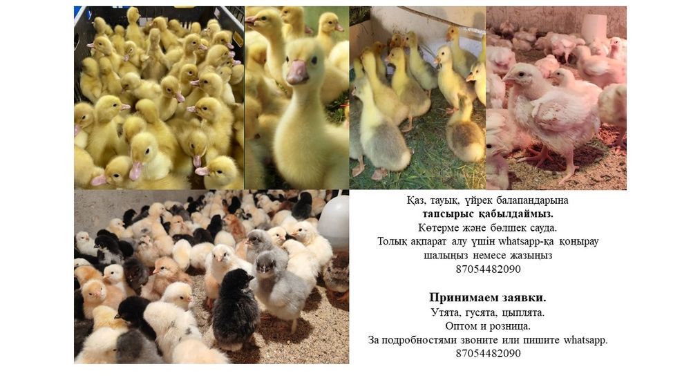 Бройлеры неделные