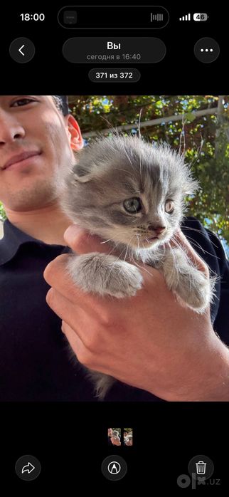 Scottish fold