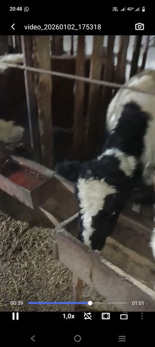 13 бас  буаз сыйрлар сатылады