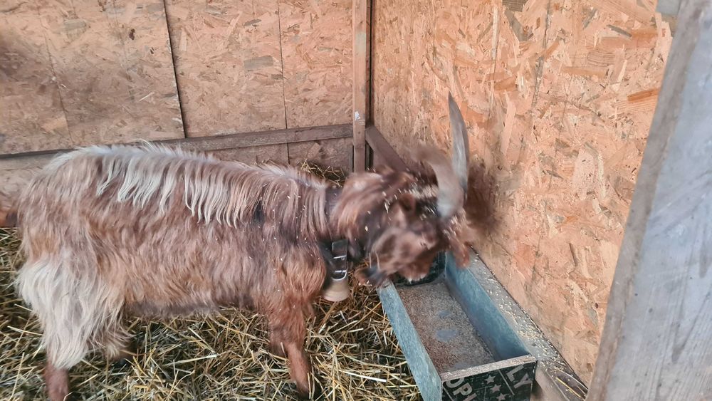 Продавам коза на година и половина.