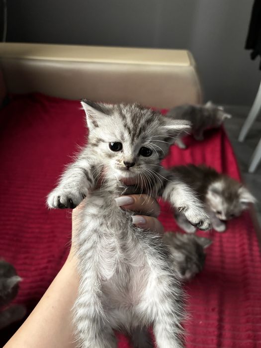 котята на продажу