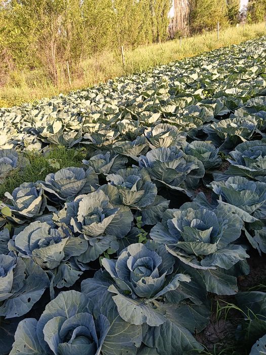 Продам бело качанную капусту