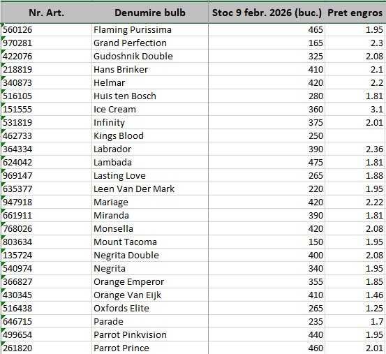 Bulbi de lalele, narcise si zambile - Lichidare de stoc! Pret engros!