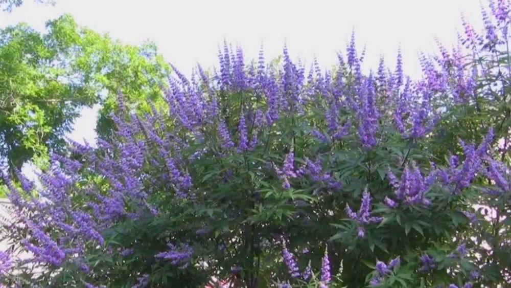 vitex agnus-castus 40-50cm