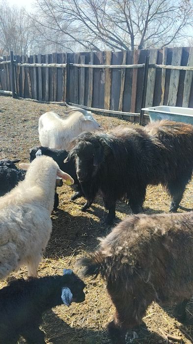 Продам Козла. Производитель.