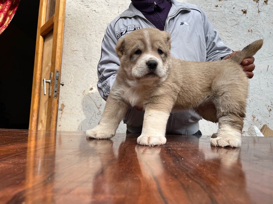 Щенок Алабая ( Гигант ) чистокровный