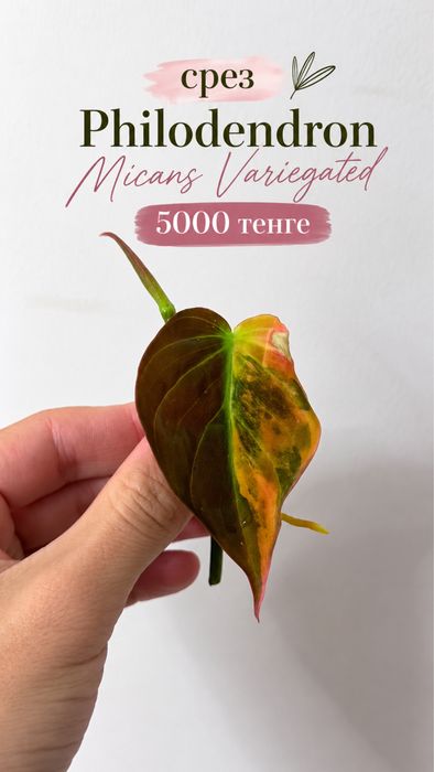 Монстера Адансона Вариегатная