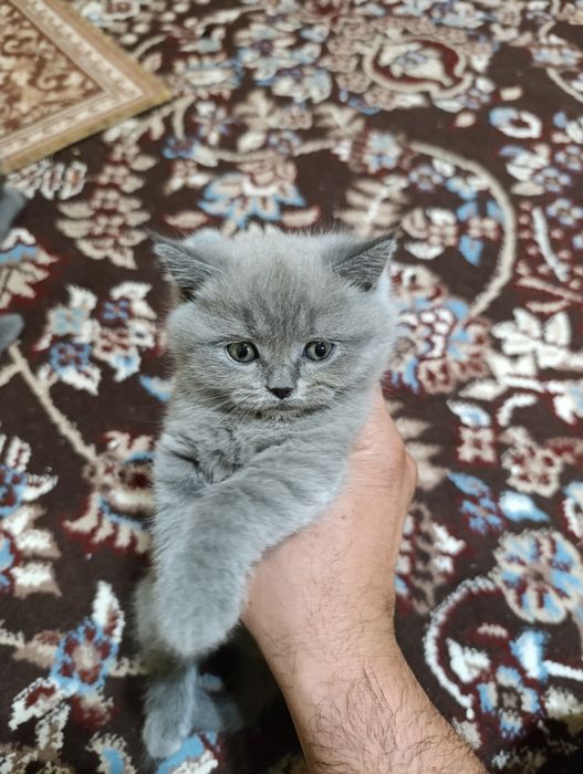 Mushukchalar sotiladi