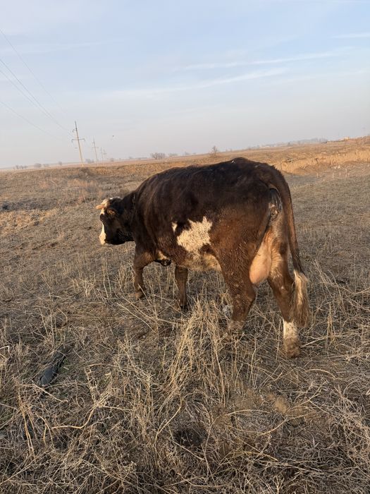 Корова дойная хорошая