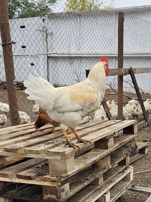 Продам домашних петухов.
