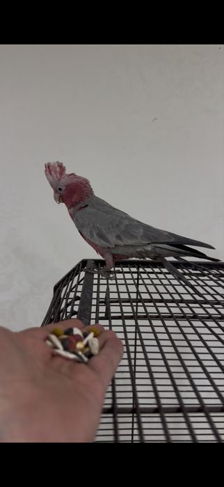 Розовый какаду, выкормыш