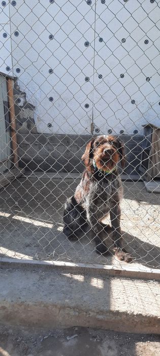 Дратхар сатылады