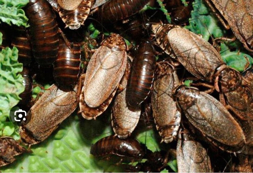 Живой корм личинки зофобоса