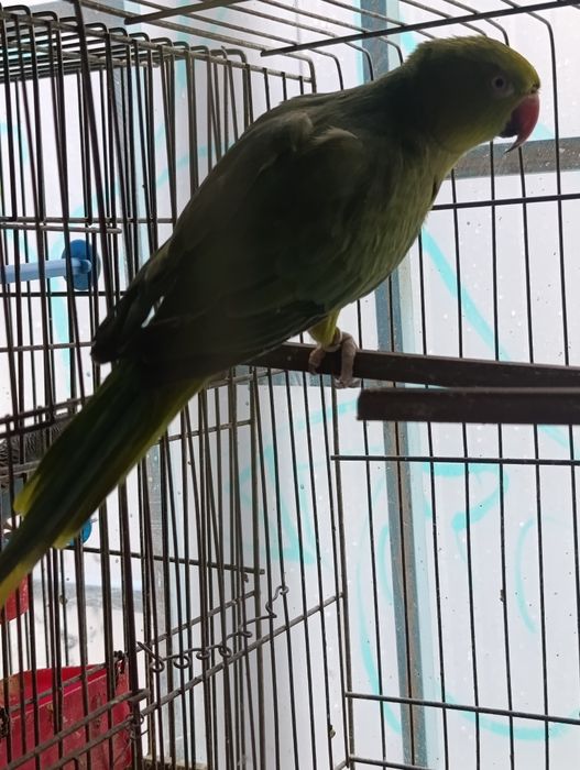 Малък Александър