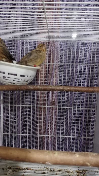 Продам самок канареек