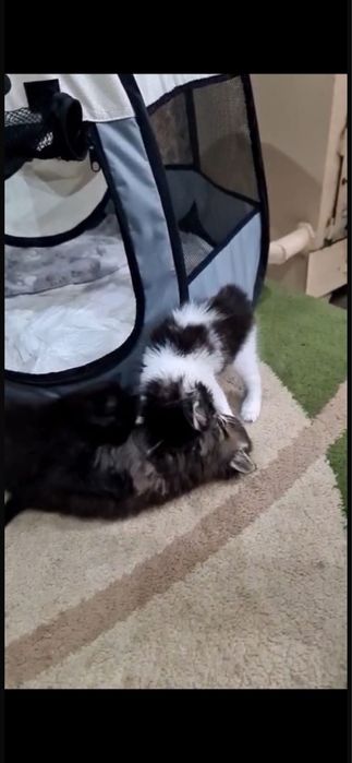 Очаровательные полосатые котята в добрые руки!