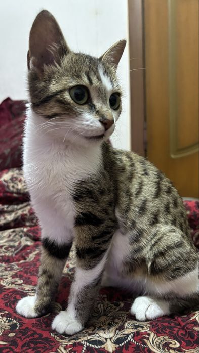 Котенок 4месяцев