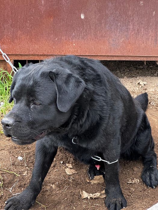 Чистокровный лабрадор