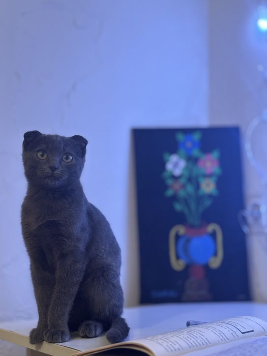 Отдам котенка (девочка)