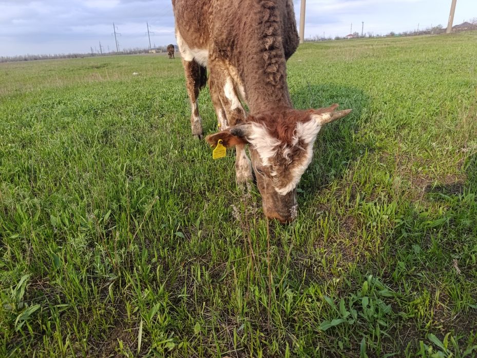 Продам телку 2 года