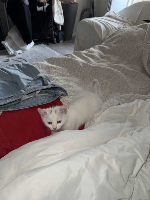 Отдадим котенка в добрые руки