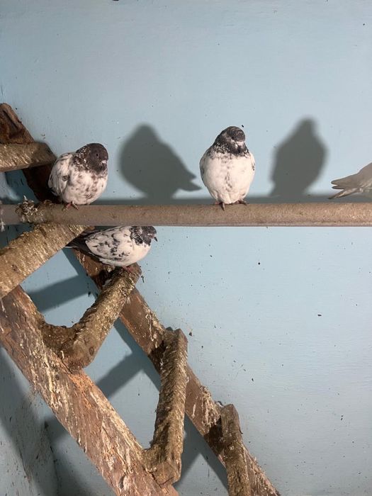 Продаю или обменяю голубей