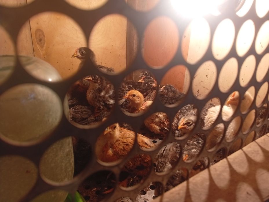 Продам цплята черный австролоп