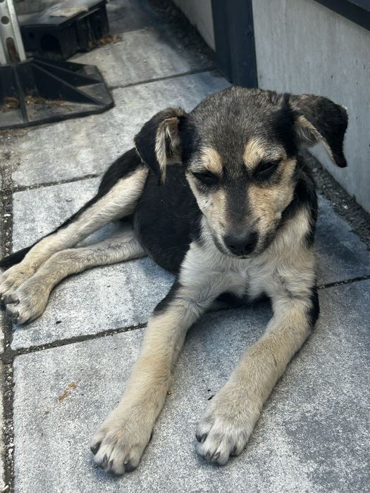 Бездомно кученце си търси дом