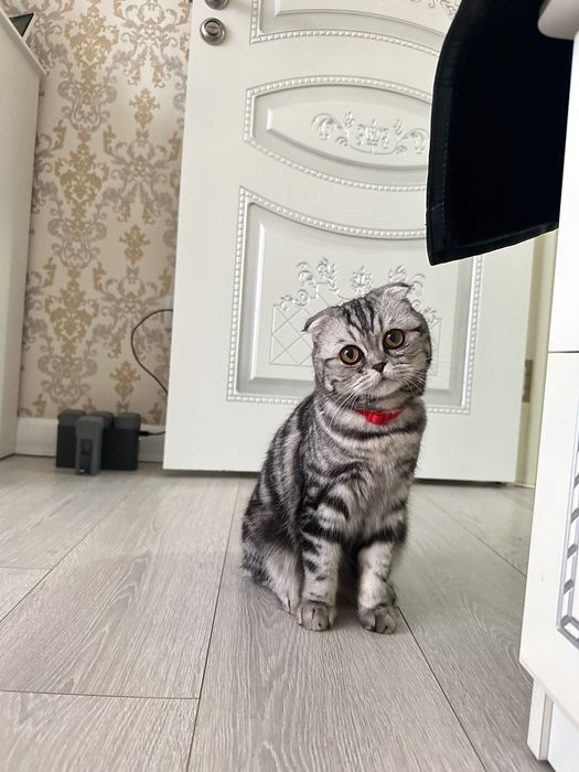Продам Кошку,Шотландка