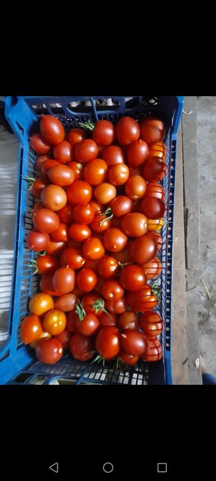 Продам домашние помидоры
