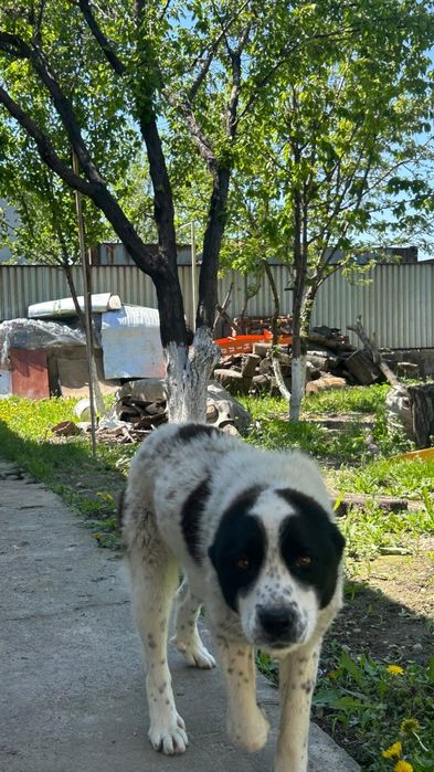 Продам щенка Алабай