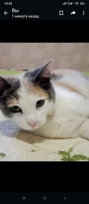 Отдам в добрые руки кошку