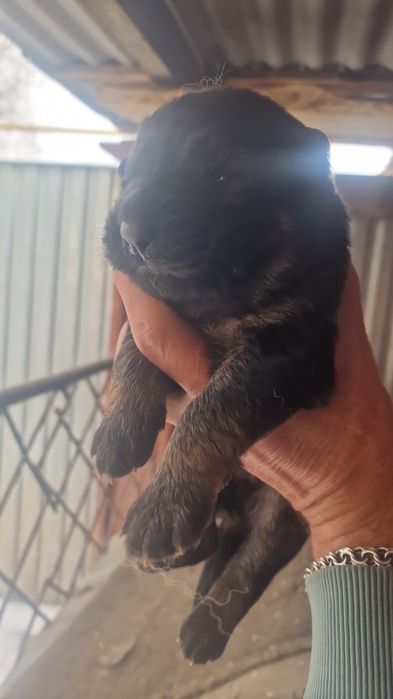 Щенки немецкой овчарки