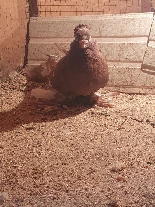 Самец весёлый  продаётся